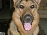 Hi, Thankyou so much for my pet tags, here is Rio my rescue GSD looking very smart with his batdog tag!