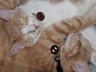 Peter and Parker with their new PS Pet Tags. Can you guess who they were named after?