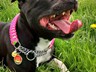 Miss Rosebud modeling her new Wonder dog tag and handmade collar.x