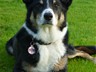 Here is a photo of Jasper, a collie cross, with his new PS Pet Tag.