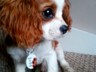 KING CHARLES, CHARLIE MODELLING HIS NEW PET TAG