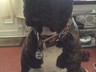 My big beast Tara wearing her tag, love it!