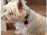 Archie wearing his brand new 'security' tag. Thanks for the speedy service.