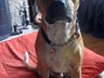 Thank You so much for the pet tag which I speedily received today Attached is pic of My Boxer Staffie X dog Bert sporting his new collar tag bought from www.pspettags.com in support of ending Breed Specific Legislation x