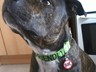 How cool is my Bruno with his PS Pet Tag