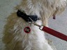 Just wanted to show my dog Jesse wearing one of your Anti BSL tags :) They are fabulous! Very good quality and durable.