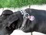 Darby and her anti BSL tag