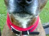 Chaya my Staffy x wearing her new ID tags. We love them, especially her Staffy Scan me one, thanks