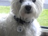 Jack the westie looking fab in his Best Friends Dog Tag (cu15)