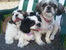 Here are Poppy, Scarlet & Crystal showing they are best friends for life with their new dog tags