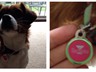 Thank you so much for Chico and Cricket's fab tags and for a great service x