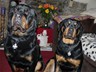 Just wanted to say thanks for the new tags that came today - Here is a picture of my 2 Rottweilers proudly showing their new St Piran flag tags