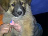 The lovely Yogi-Bear sporting stars and stripes dog tag for dogs (FL3)