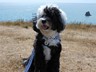 Bailey my Tibetan Terrier wearing his new 'I'm on holiday' tag whilst on a walk by the sea.
