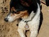 Vinnie wearing his pet tag yesterday at the beach. Thank you!