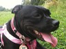 CoCo wearing her special PS Pet tag