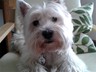 Many thanks for the diabetic pet tag for Rona my westie. That really is excellent customer service.