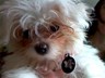 A photo of my new puppy, Lily, wearing her new ID Tag which is absolutely beautiful -- thank you so much