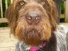 Here's a picture of me wearing my new tag. I'm a German Wirehaired Pointer.