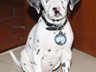 This is our 7 week old Dalmatian ROCK... Doesn't he look cool with his brand new tag!? Thank's PS Pet Tags... Perfect work... Fast delivery and exactly what we expected... Keep on the good work.
