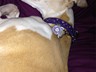 a photo of our 12.5 year old whippet Savannah sleeping and showing off her new tag.