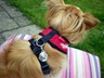 Alfie Papillon x chihuahua with his very own dog identitfication tag.