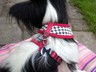 Papillon Charlie wearing his one of a kind tag.