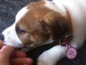 Holly is a happy little pup now she knows she is safe with her new ID Tag thanks to pack shack pet tags :)