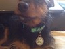Jim with his 'I've found my forever home' tag!