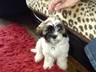 lulu show off tags shih tzu 3month old